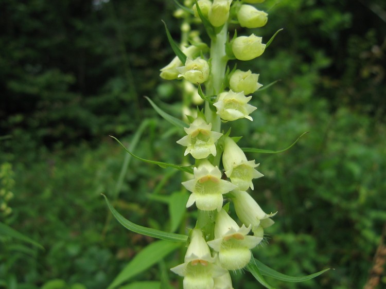 Digitalis lutea